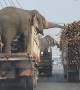 Elephants Grab a Roadside Snack While Stopped