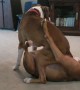Puppy Brothers Love to Wrestle