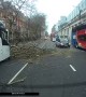 Dash cam captures the moment of tree falling onto vehicle