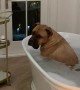 Dog Soaks in Valentine's Day Suds