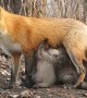 Fox Stands on Guard as It Feeds Cubs