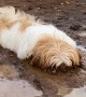 Puppy Dog Enjoys Playing in the Mud