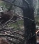 Trees decimated as tornado touches down in Maryland