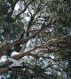 Cockatoo and Koala Argue over Treetop Position