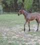 Foal Dances in the Rain in During Long Drought