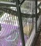 Python Trapped After Eating Cage Full of Budgies