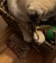 Pug Puppy Chooses Basket over Toys