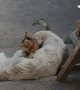 Cat Cares for Sick Friend