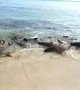 Tawny Sharks Feed on Murray Island