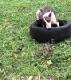 Bull Terrier Having Trouble with a Tire