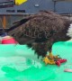 The Antics of Eagles in Unalaska