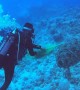 Scuba Divers Save Sea Turtle Tangled in Net