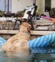 Golden Floats in Pool to Escape the Heat