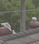 Whirly Birds Enjoy a Rooftop Spin