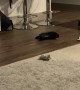 Cat Swipes at Sock and Splits