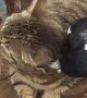 Patient Cat Tries to Tolerate Nosy Bird