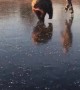 Bear Powered Ice Skating