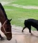 Well-Behaved Doggo Walks Hoofed Friend