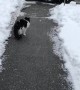 Kitty Loves Catching Snowflakes