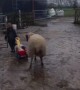 Lambs in a Wagon