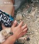 Saving a Puppy with CPR