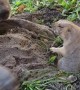 Prairie Dog Plays with Bigger Dog