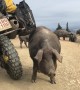 Pig Uses Motorcycle as Backscratcher