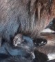 Howler Monkey Cuddles and Grooms Feline Friend