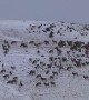 Large Elk Herd Feeding Over Ridge