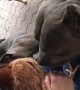 Chickens and Doggos Want Pets