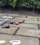 A Snail Race over Time-Lapse