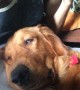 Adorable Dog Gets Drowsy to Guitar Serenade