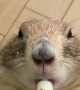 Prairie dog goes totally nuts for tasty milk drink