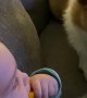 Baby Giggling While Playing with Corgi