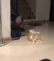 Cat Knows a Cool Trick
