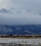 Elk Herd Migrates Beneath Majestic Mountain