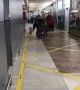 Excited Jack Russells Greet Owner In Airport Arrivals Lounge