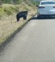Tourists Taunt Black Bear for Photo Opportunity