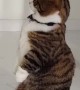 Cute Kitty Likes to Balance on Back Legs