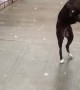 Doggo's Have Delightful Time Catching Snowflakes