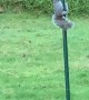 Birdseed Stealing Squirrels Foiled by Greasy Pole