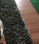 Playing Fetch With A Frenchie