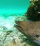 Face to Face with a Massive Moray Eel