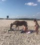 Horses Casually Stroll through Crowds of People on Beach