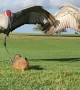 Prairie dog attempts to befriend a pair of sandhill cranes