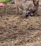 Donkey Delighted About New Ball