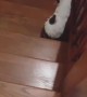 Deaf Cat Adorably Reacts to Owner's Shadow