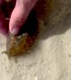 Man Saves Sea Hare