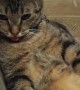 Completely Relaxed Cat Pokes out Tongue