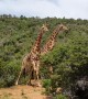 Giraffes Necking in Eastern Cape